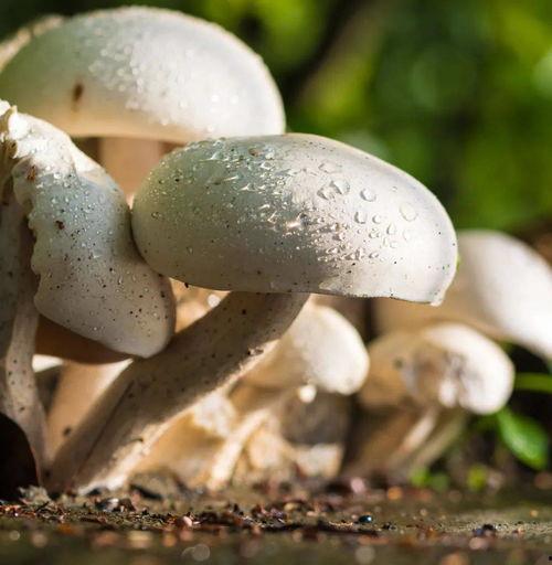 17cg吃瓜官网蘑菇,揭秘网络红人的幕后故事